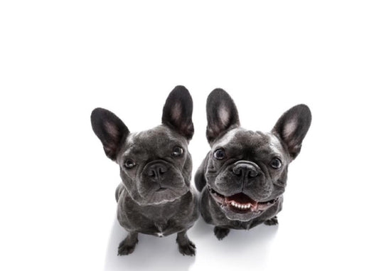 Waar op letten bij het kiezen voor honden met een korte snuit?