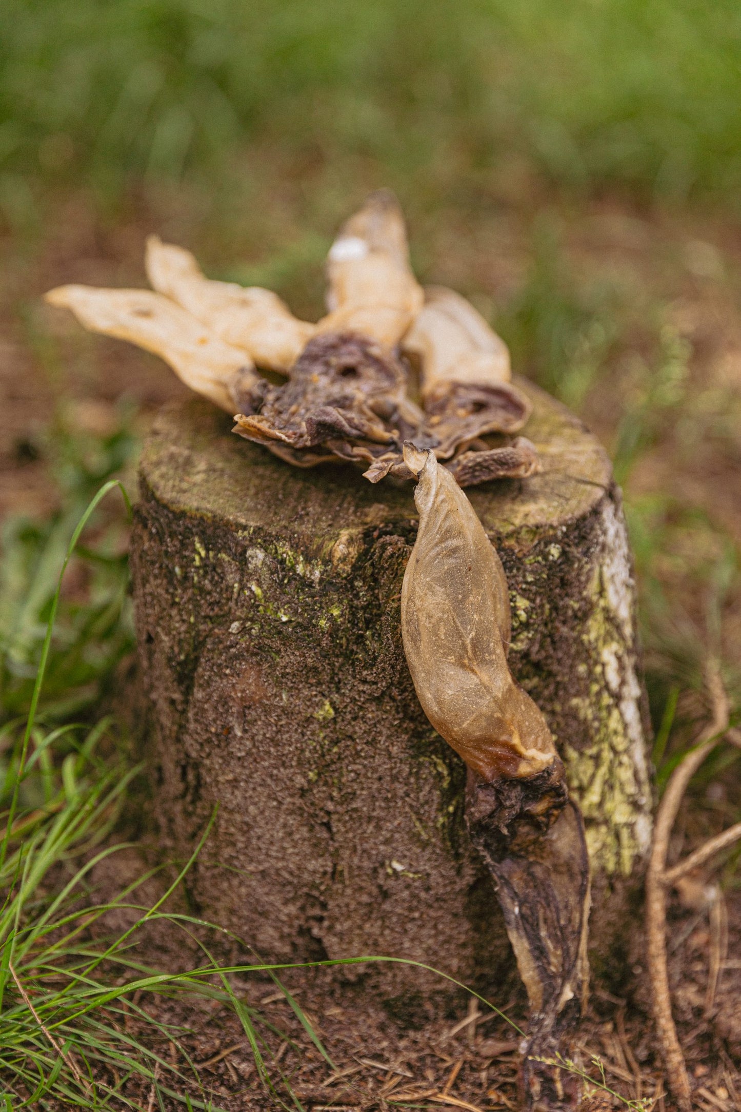 konijnenoren sfeerfoto
