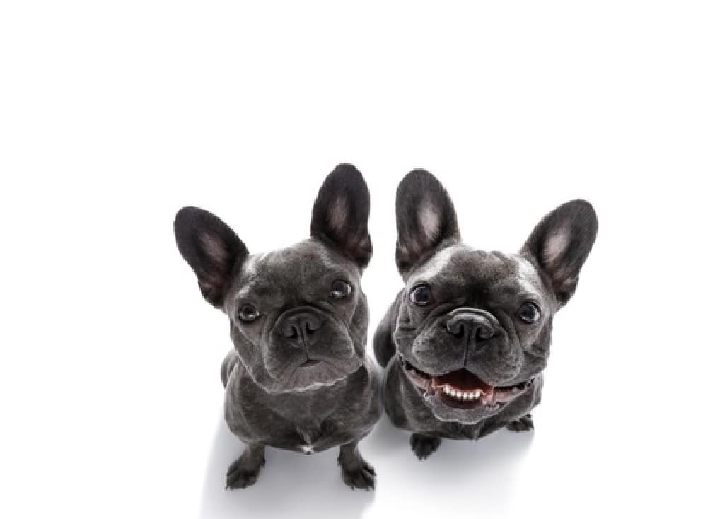 Waar op letten bij het kiezen voor honden met een korte snuit?