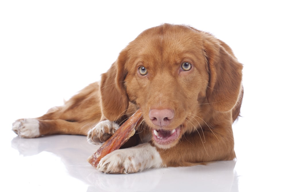 Wat is het belang van kauwen voor honden?