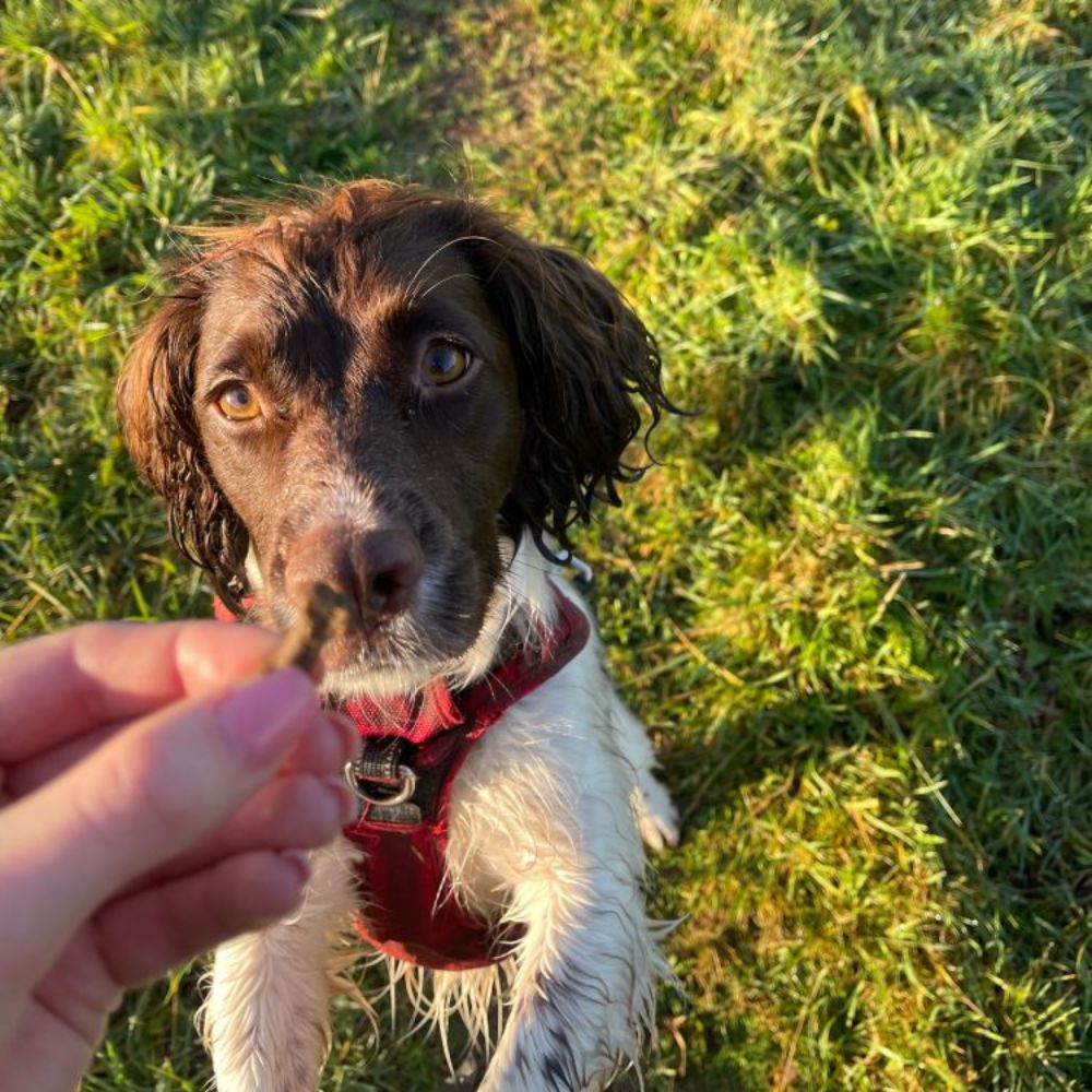 Fuzzies Kickstarter - Supplement voor hond
