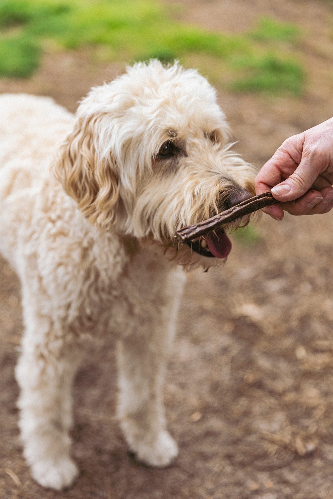 hond met hert kabanos