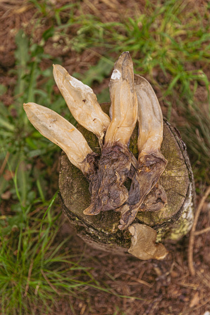 konijnenoren sfeerfoto