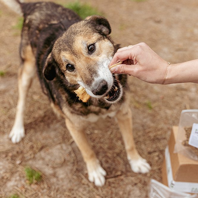 Chew Box for Adult Dogs - Chewers XL