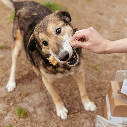 Chew Box for Adult Dogs - Chewers XL