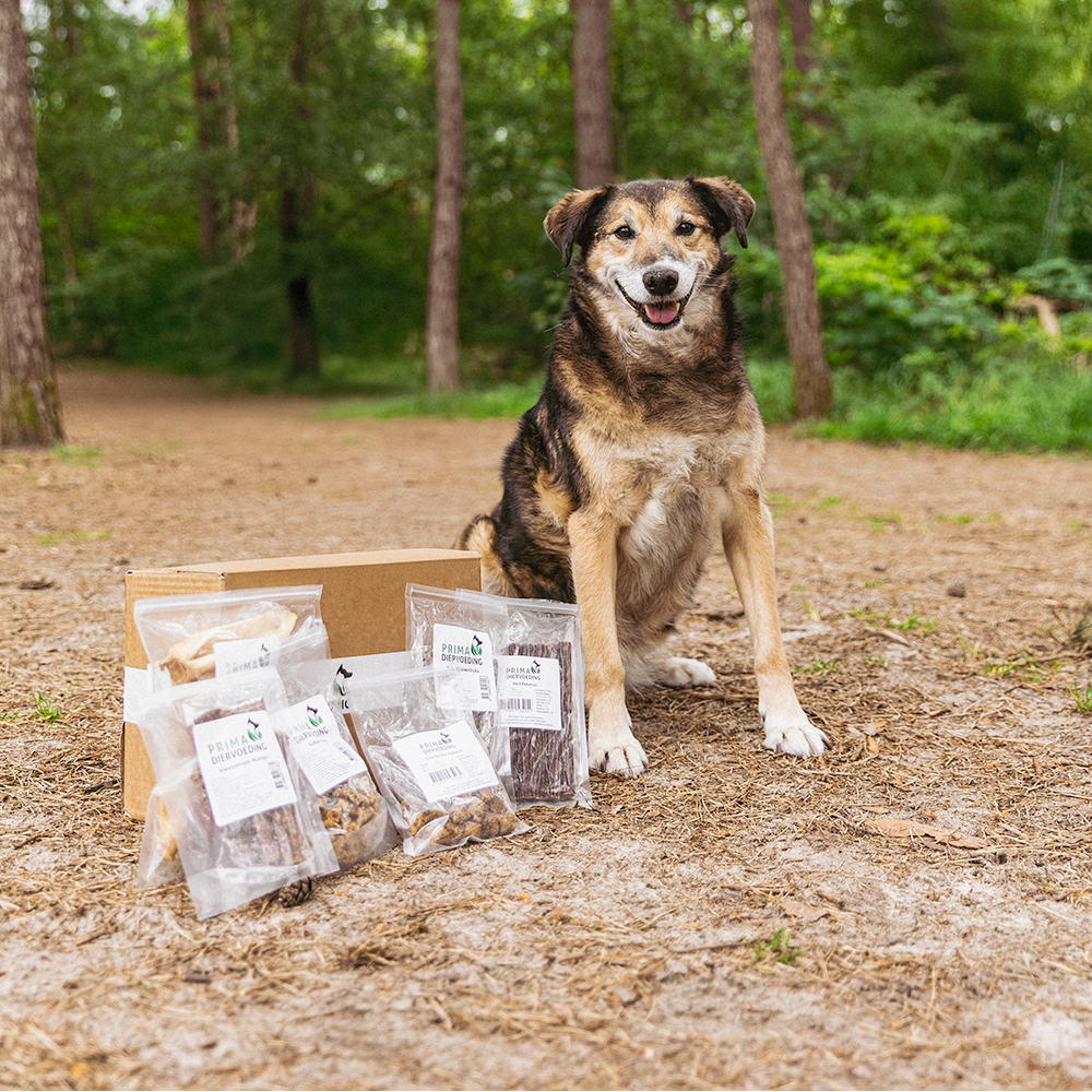 Chew Box for Adult Dogs - Chewers XL