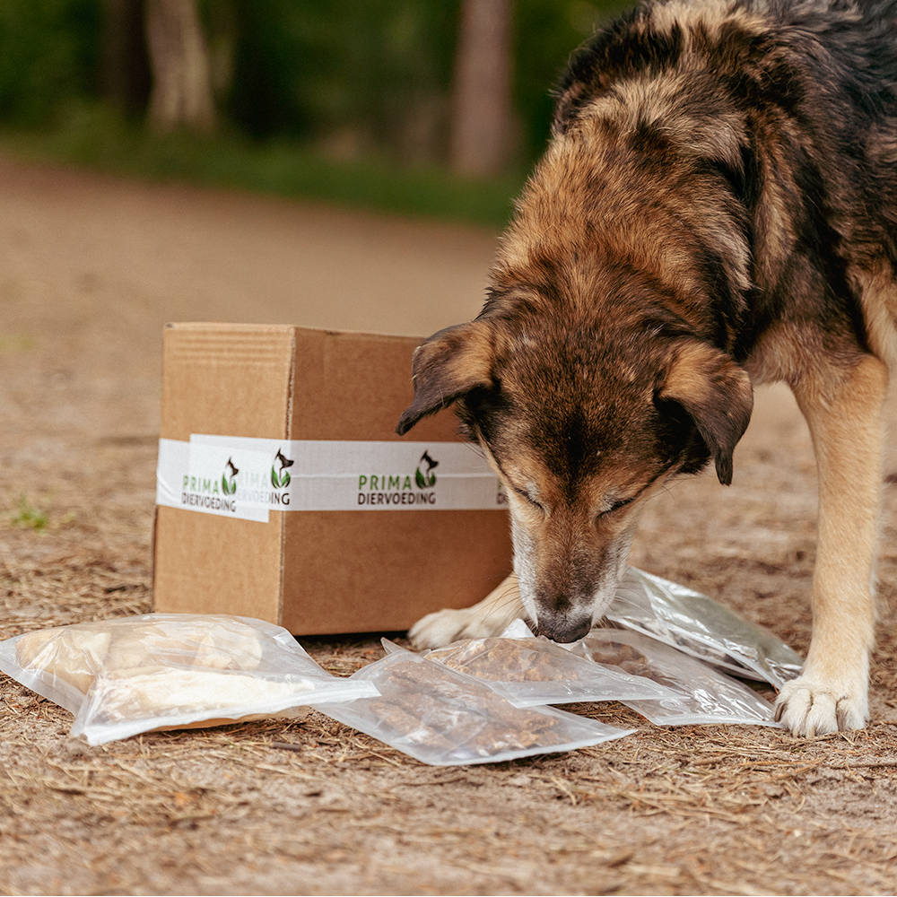 Chew Box for Adult Dogs - Chewers XL