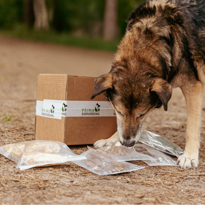 Chew Box for Adult Dogs - Chewers XL
