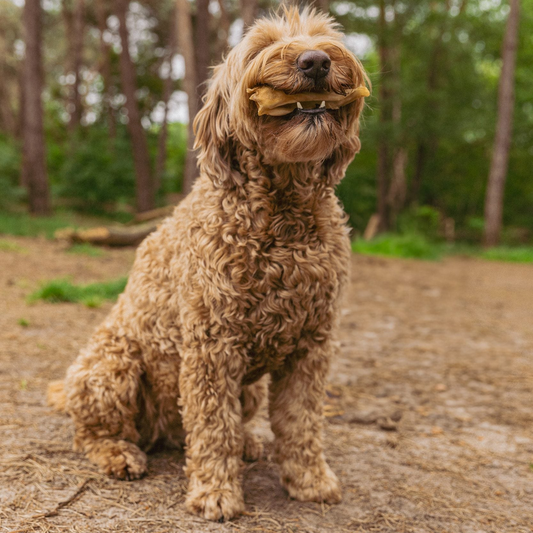 Kauwbox voor Volwassen Honden - Doorbijters XL