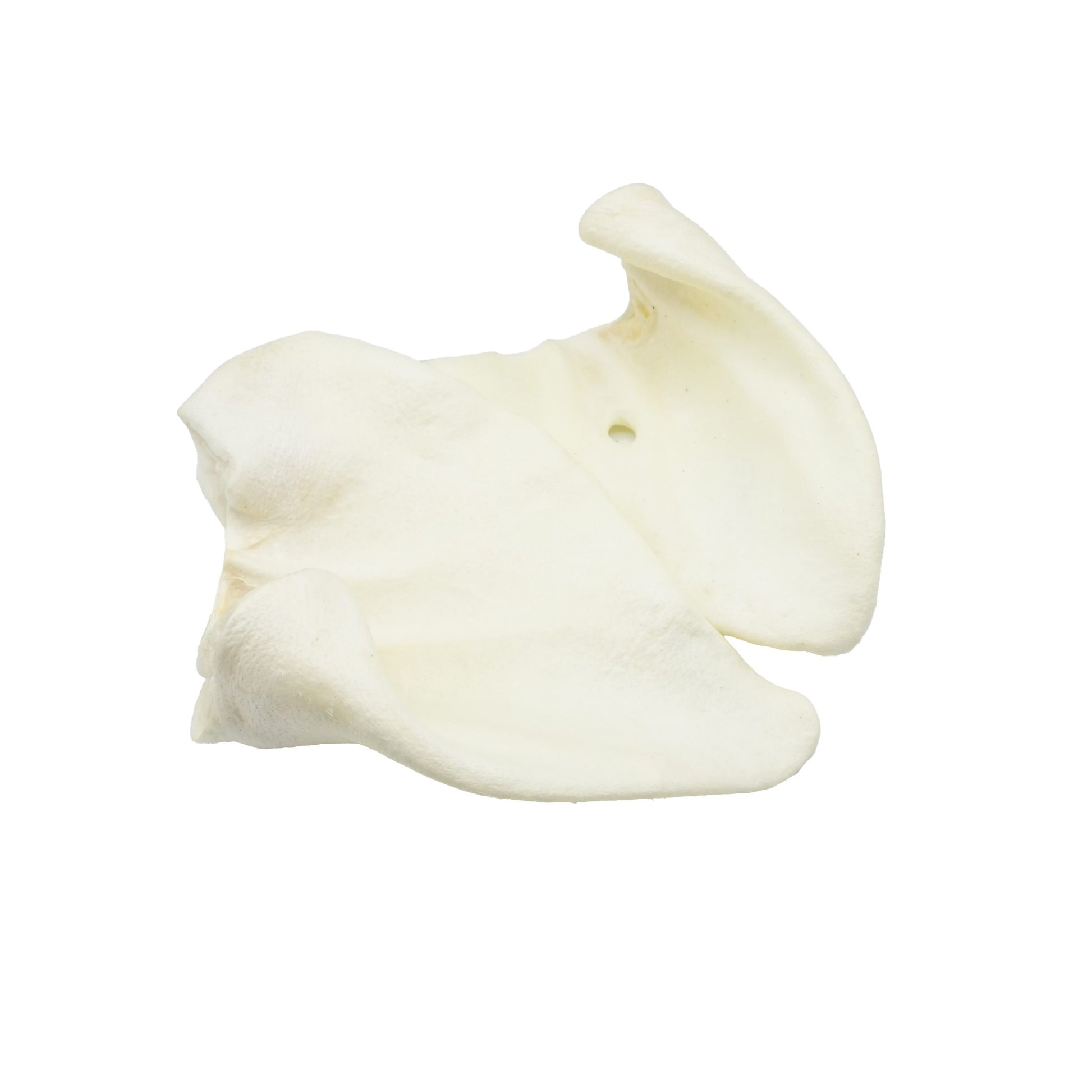 varkensoor met honing