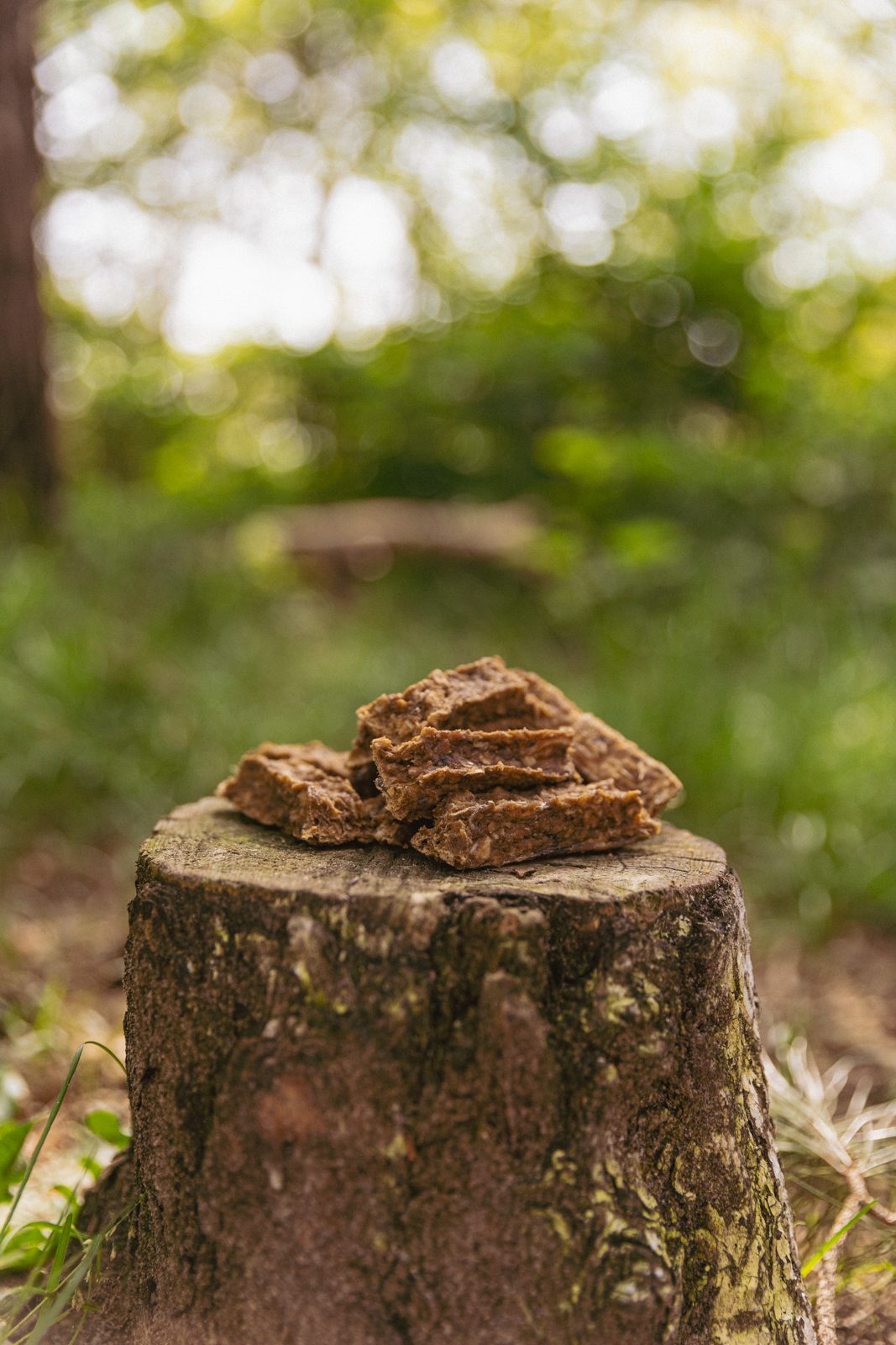 visvingers zalm sfeerfoto boomstam