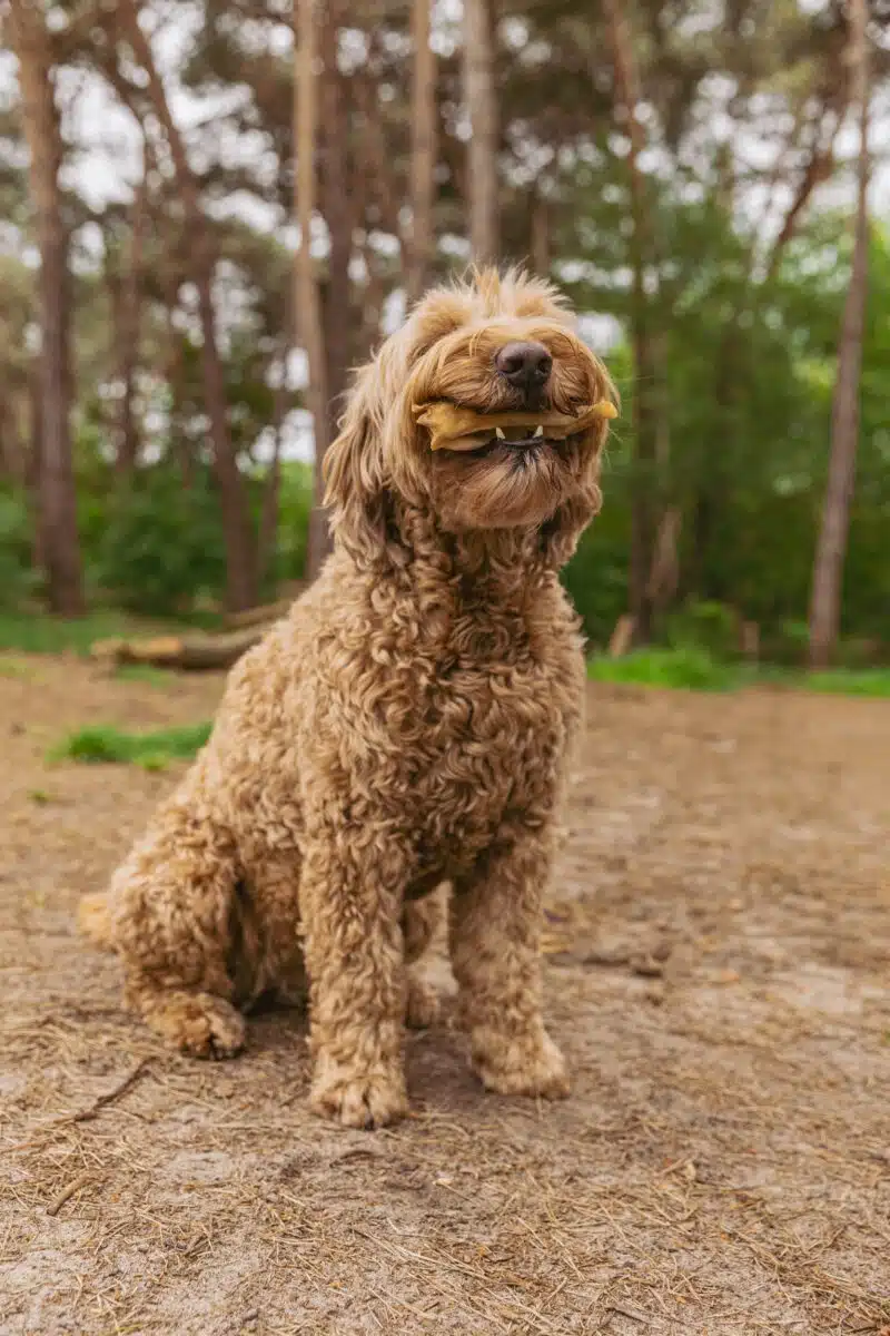 hond met lamsoor lamsoren