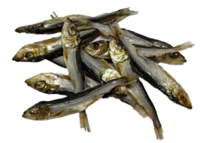 sprot