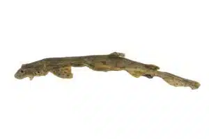 gedroogde haai