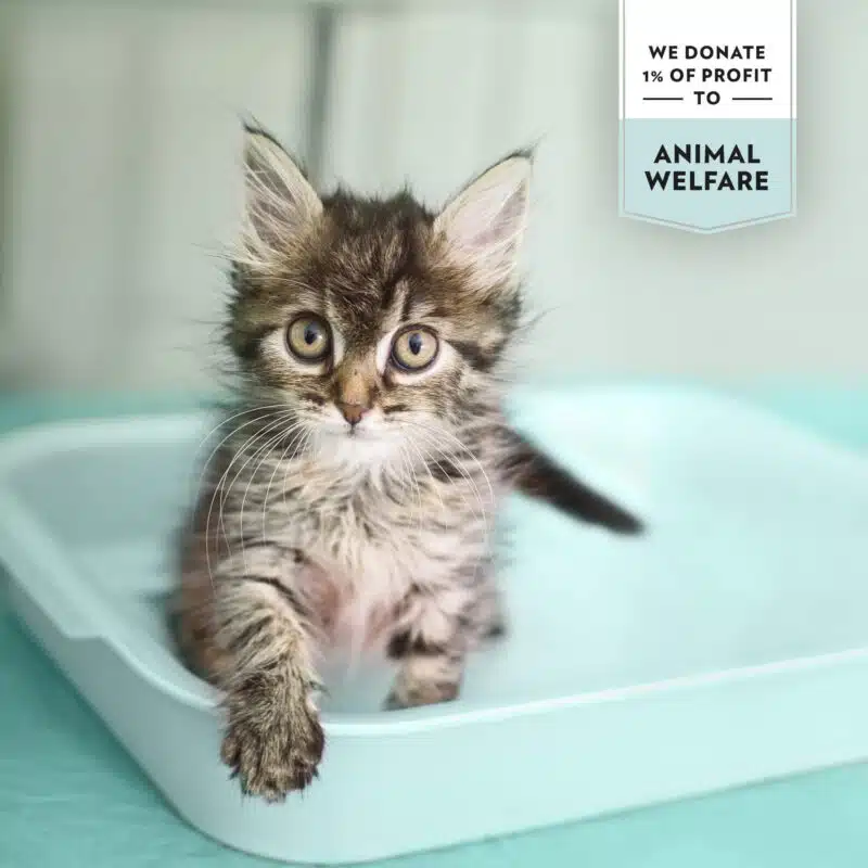PrimaCat ongeparfumeerde kattenbakvulling wit 5L - Afbeelding 3