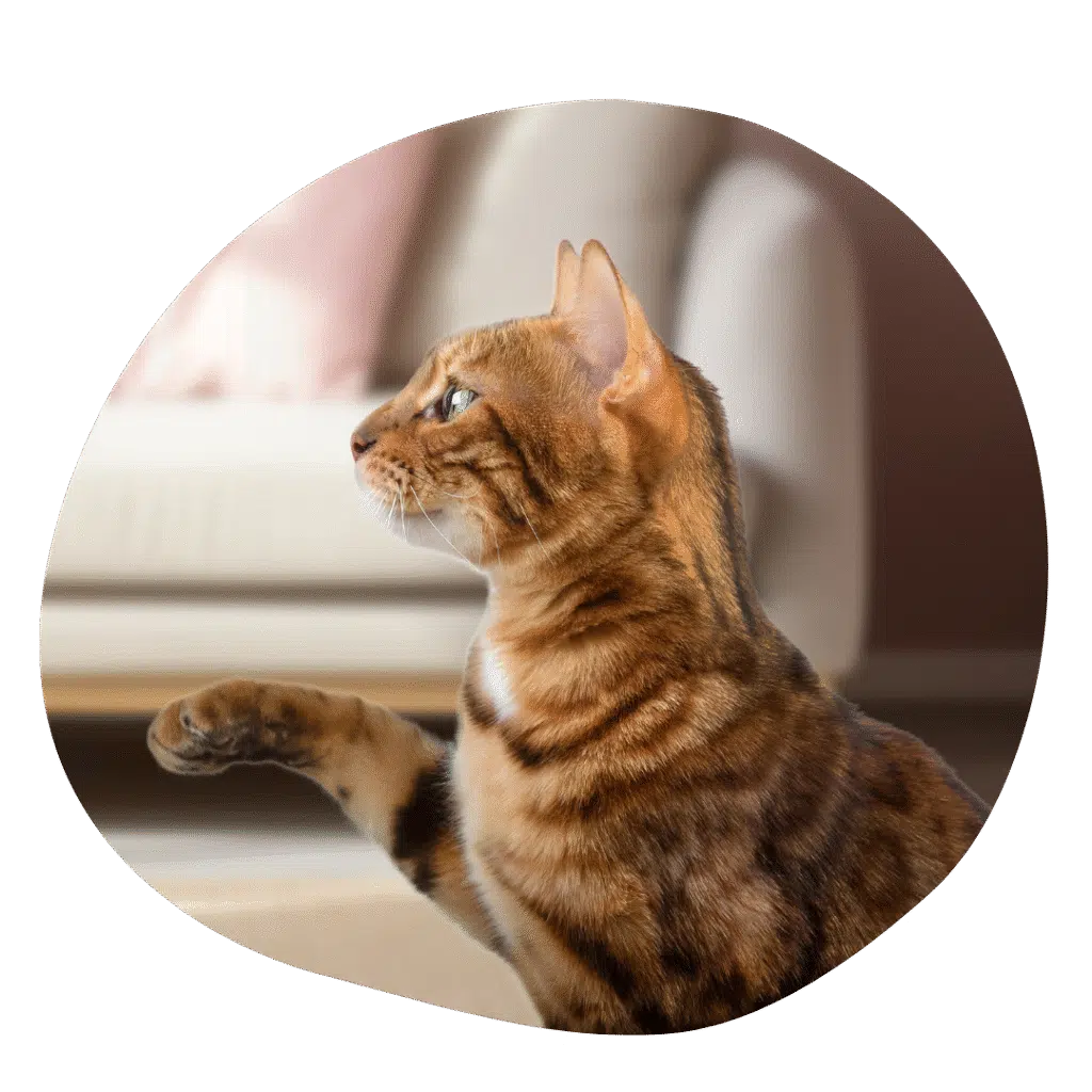 proefpakket primacat